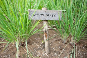 lemongrass: proprietà benefiche