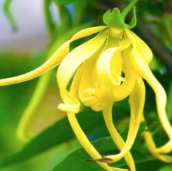 Olio essenziale di ylang ylang: benefici e proprietà
