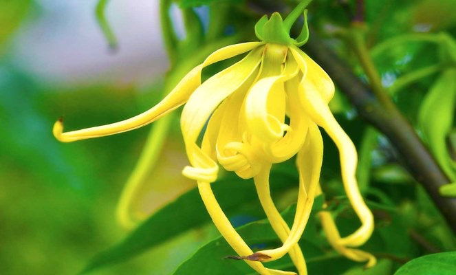 Olio essenziale di ylang ylang: benefici e proprietà
