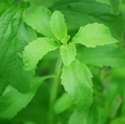 Stevia : dolcificante di origine naturale