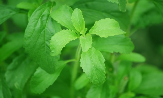 Stevia : dolcificante di origine naturale