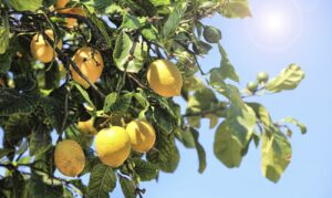 Yellow lemons growing on tree