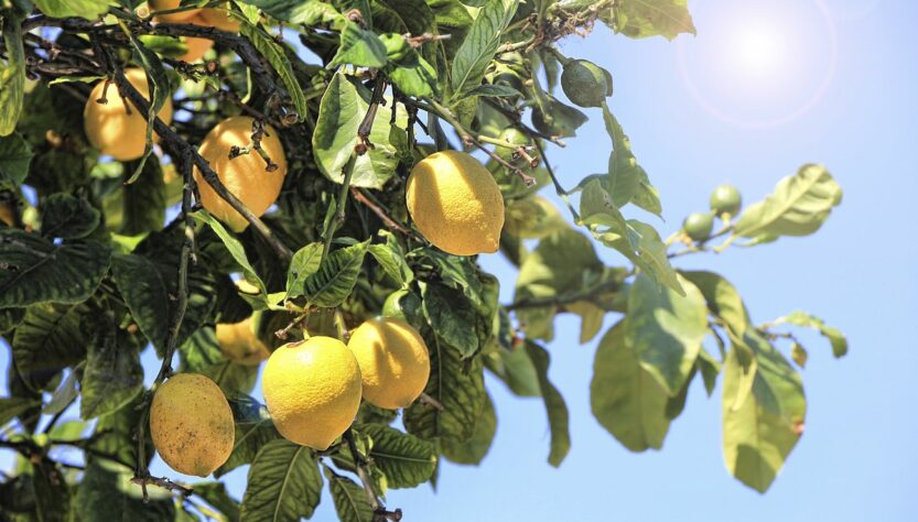 Yellow lemons growing on tree